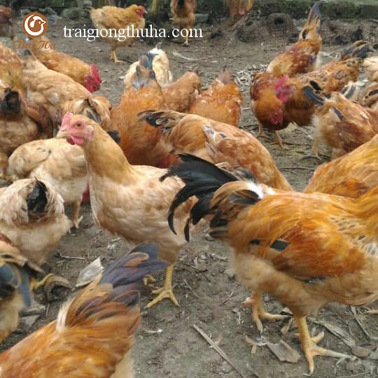 Gà rai lai 3/4 hậu bị